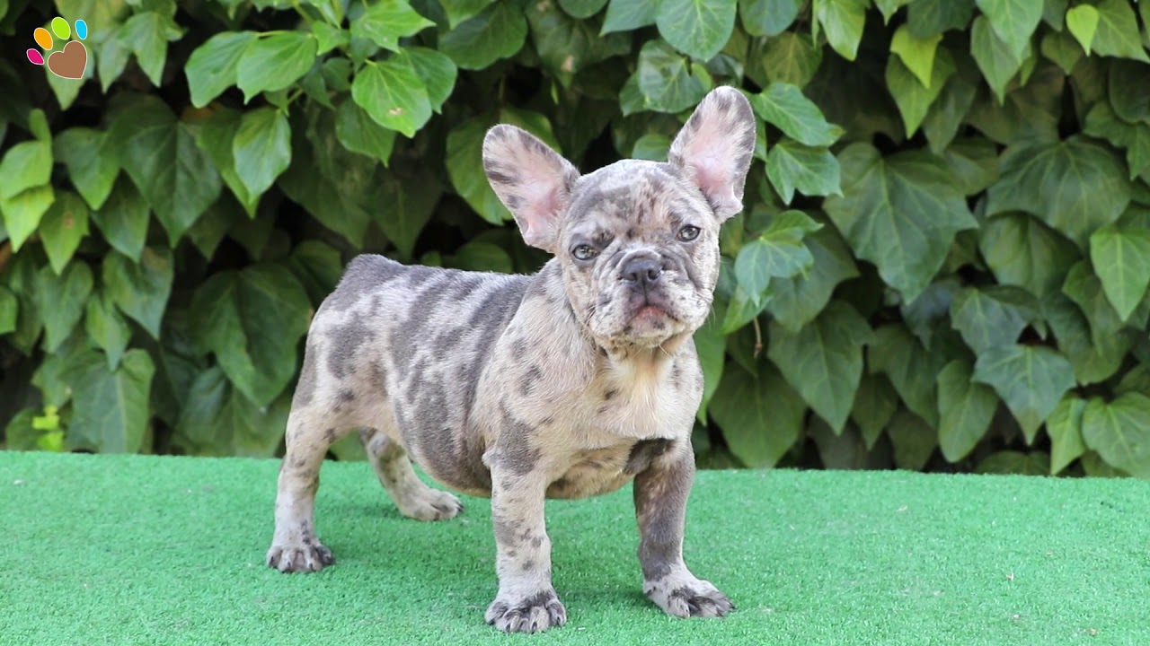 merle french bulldog