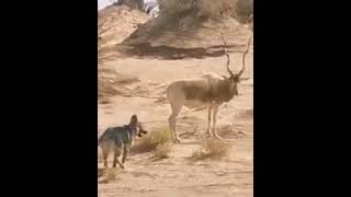 ظهور حيوان المها العربي بواحة محايد الغزلان بزاكورة Oryx dArabie Zagora morocco