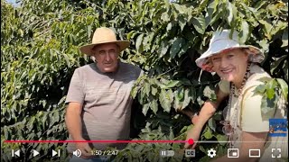 Brazil Muzambinho Coffee Grower Says Next 2026 Coffee Crop "In the Hands of God"
