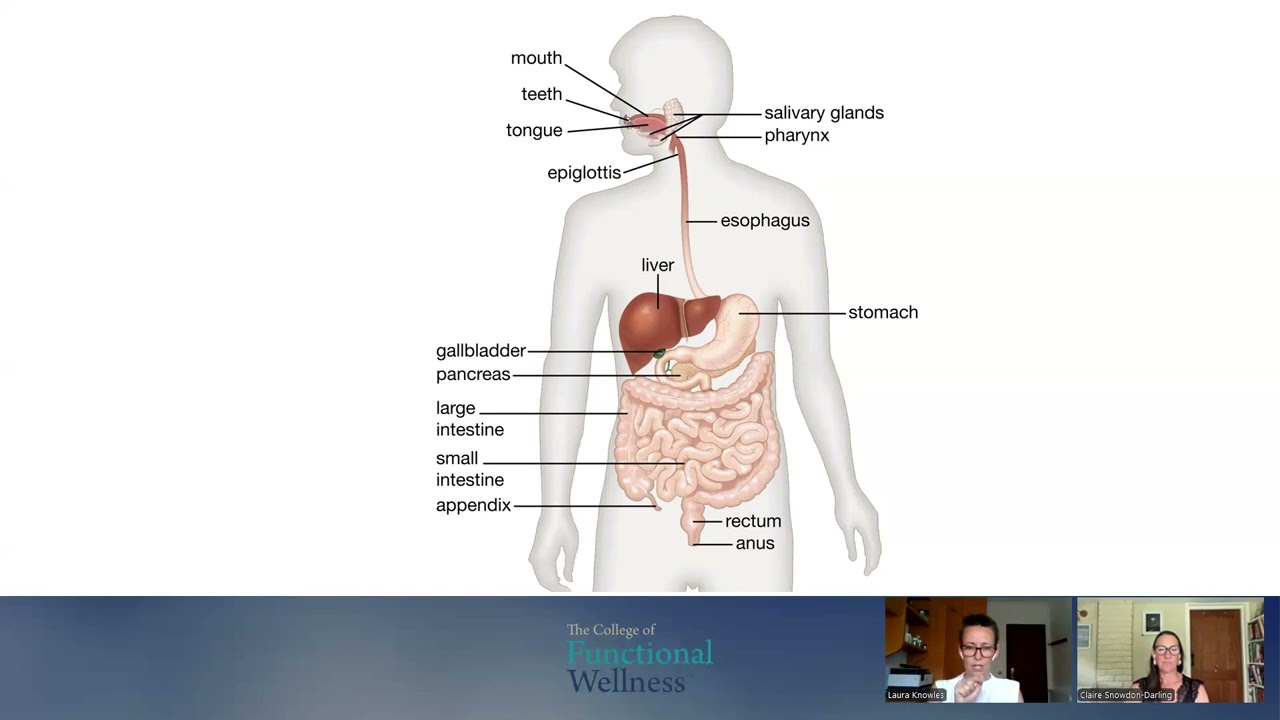 Digestion Video for the Digestion Module of A&P with Pathology