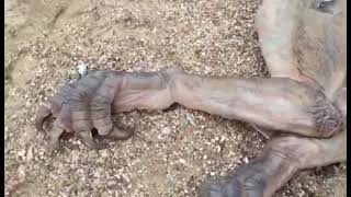 Real Dragon In Manipur In Senapati Maram Khunou