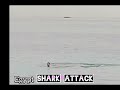 Egypt shark attack full