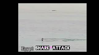 Egypt shark attack full video