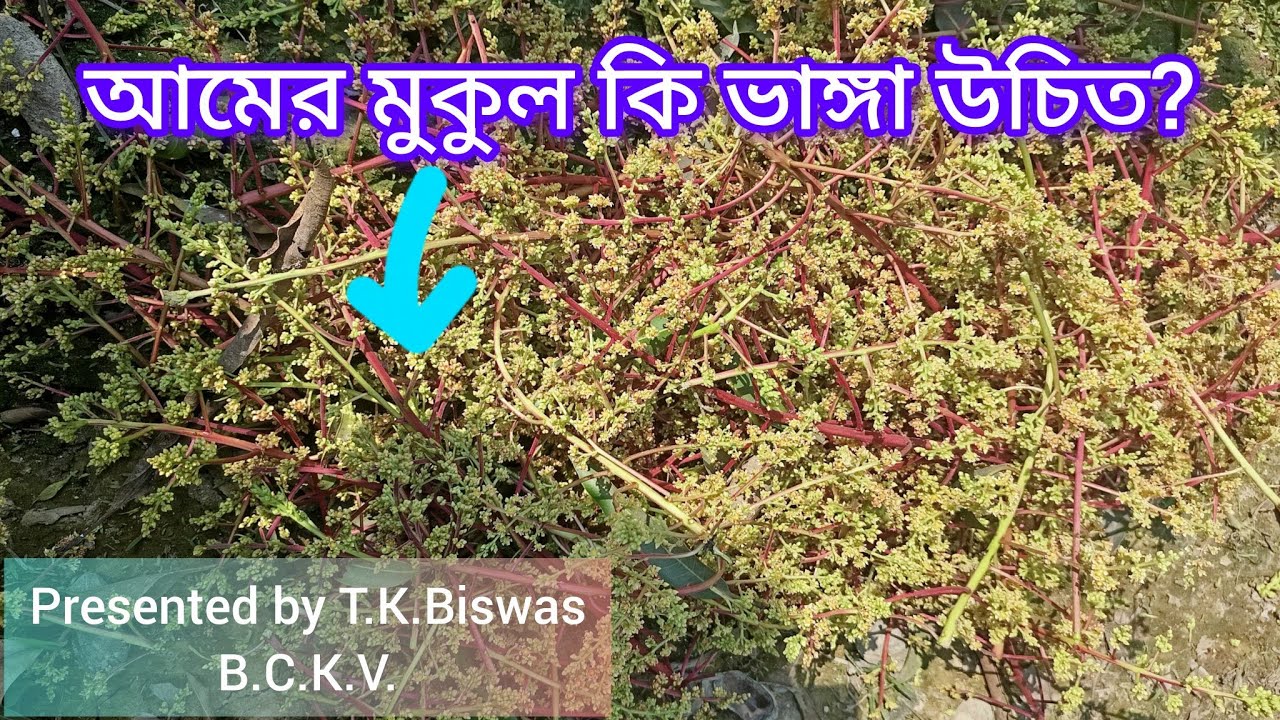 Is it right to pluck mango panicle??🤔