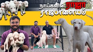 Rajapalayam Dogs for sale ராஜபாளையம் Coimbatore Best Kennel | Puppies for sale | Dogs Nation