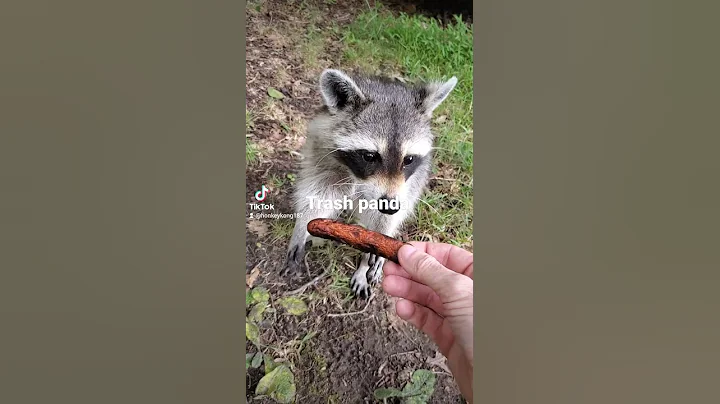 wild raccoon letting me feed her