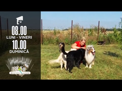 Video: Îmbarcare Pentru Animale De Companie Vs. Pet Sitting - Care Este Mai Bine Pentru Animalul Dvs. De Companie