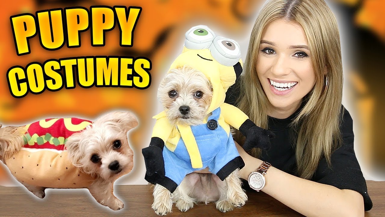 Puppies Try VIRAL Halloween Costumes! (INSANELY CUTE) Puppies Try VIRAL Halloween Costumes! (INSANELY CUTE)