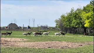 White Deers in North America,