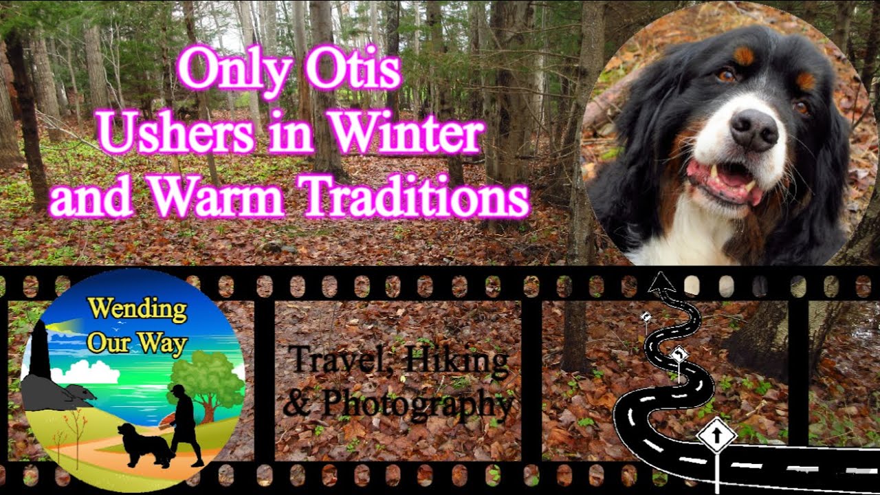 Bernese Mountain Dog Only Otis Monday Ushering In Meander Lower bernese-mountain-dog-only-otis-monday-ushering-in-meander-lower
