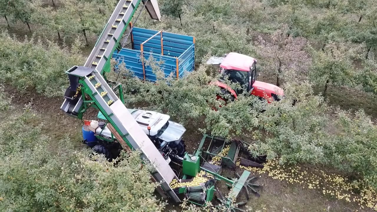 Récolte des pommes à cidre à Mothois