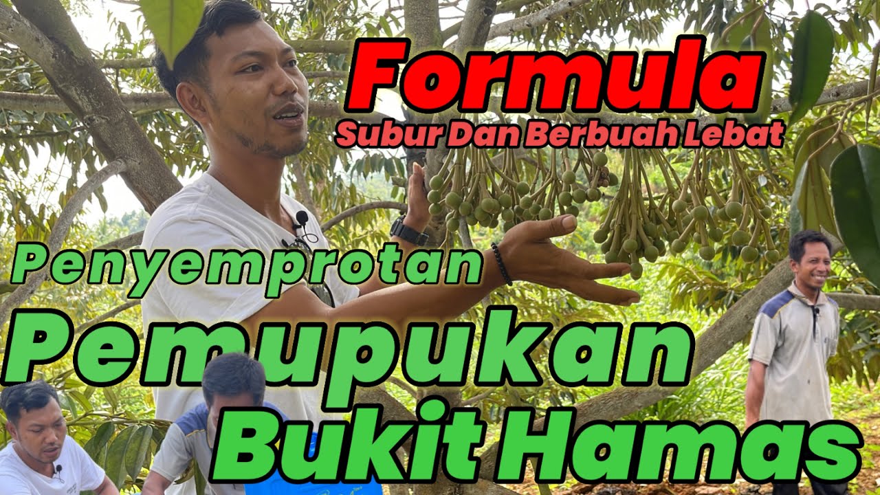 Cara Perawatan Kebun Durian Bukit Hamas,Tumbuh Subur dan Berbuah Diusia 3 Tahun Dengan Cara Ini
