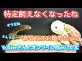 【ネタバレ注意】静レプスペシャルゲストの爬虫類愛について語るetc…【ほのぼのラジオ】