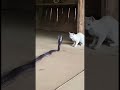 Fearless Cat Stands Off Cobra, Snake Backs Away 🐱🐍 고양이 대 코브라 猫vsコブラ