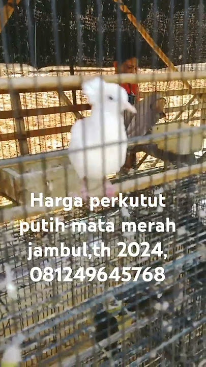 Harga perkutut putih jambul mata merah di kab Tuban,@bangsamsultuban7336