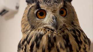 #889 飼い主の動きが気なるフクロウAn owl that is curious about its owner's movements.【ベンガルワシミミズク】