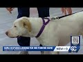 'Mutts & Meows' with Gulf Coast Humane Society: Meet Sofia