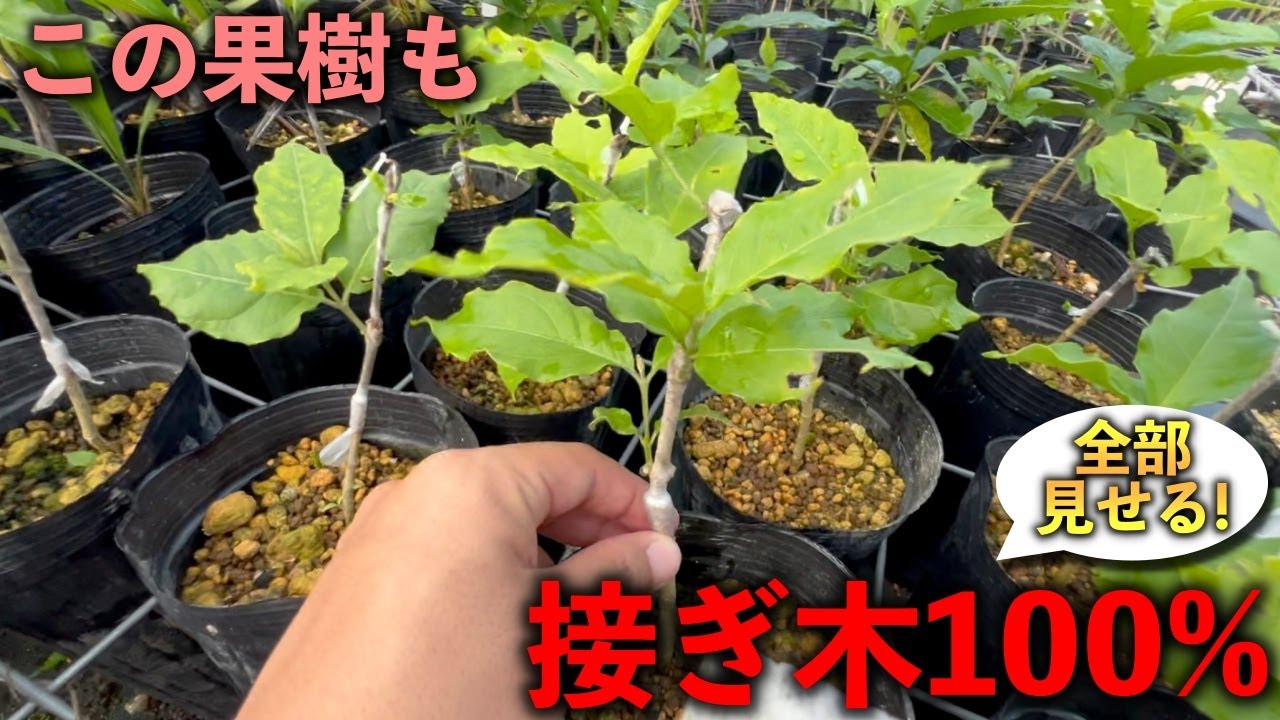 枝・実・果実 Chipisukiの通販 | NEXTGENINVESTING