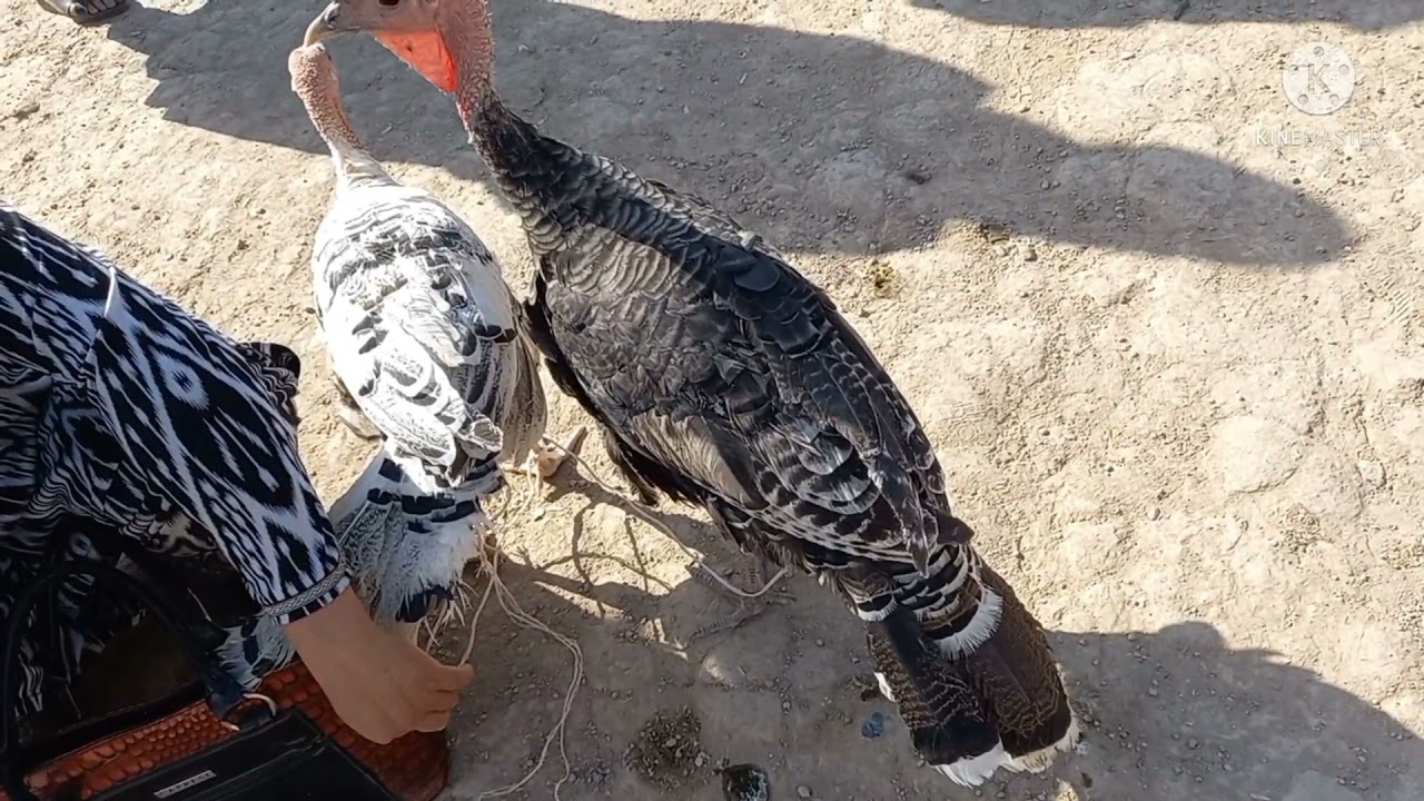 chiroqchi toviq bozori