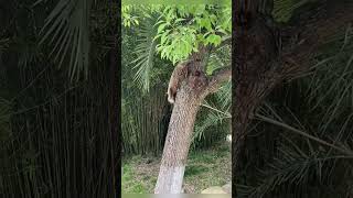 funny cats🐈🐱 vs squirrel 🐿️#meena#potti#op#funny#natural