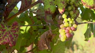 California bill may loosen certain regulations for local winemakers