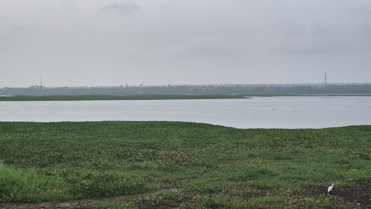 கடம்பா குளம் கரையில்    மரக்கன்றுகள்  நடவு  செய்து  பராமரித்துவரும் இன்றய நிலை 01-01-26