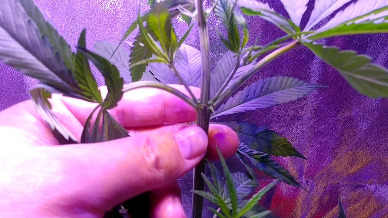 How to Identify a Male Marijuana Plant.