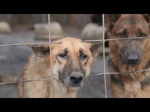 165 german shepherds rescued