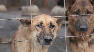 165 German Shepherd Dogs rescued from filth and neglect in GA need homes