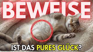 Ist Deine Katze Wirklich Glücklich? So Erkennst Du Es Sofort
