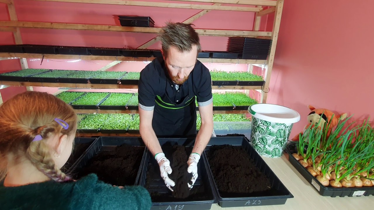 Mācība bērniem - Mājas zaļumi (1.nodarbība)