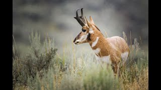 Pronghorn Study Reveals New Conservation Strategy