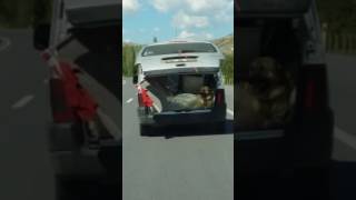 Köpeğin Keyfine Diyecek Yok