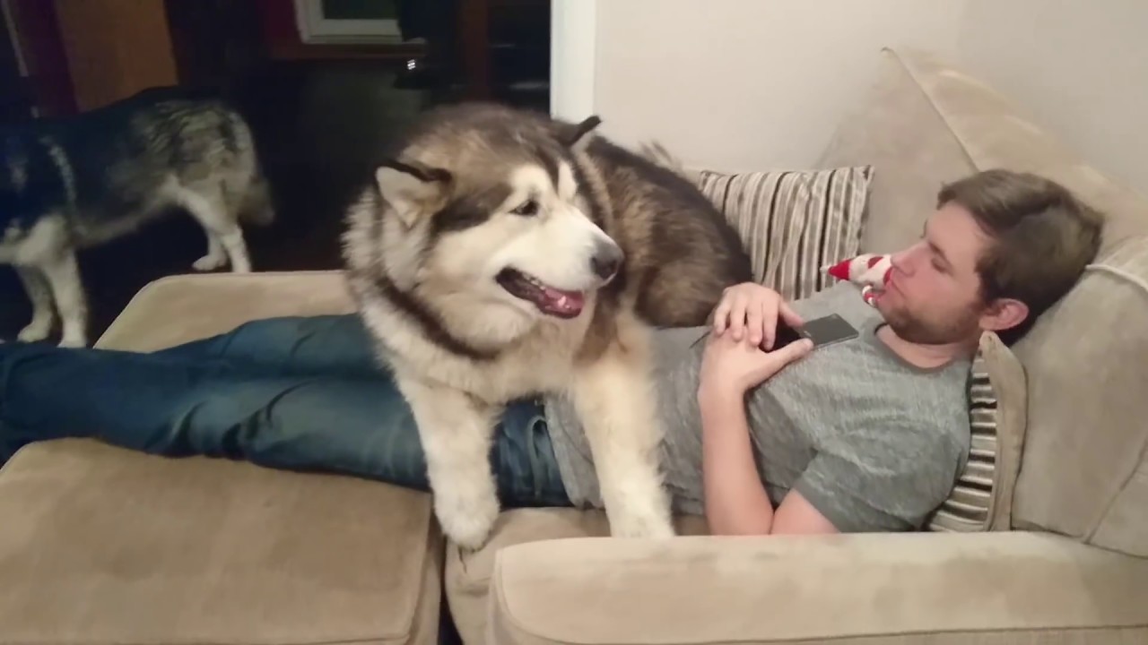 best toys for malamutes