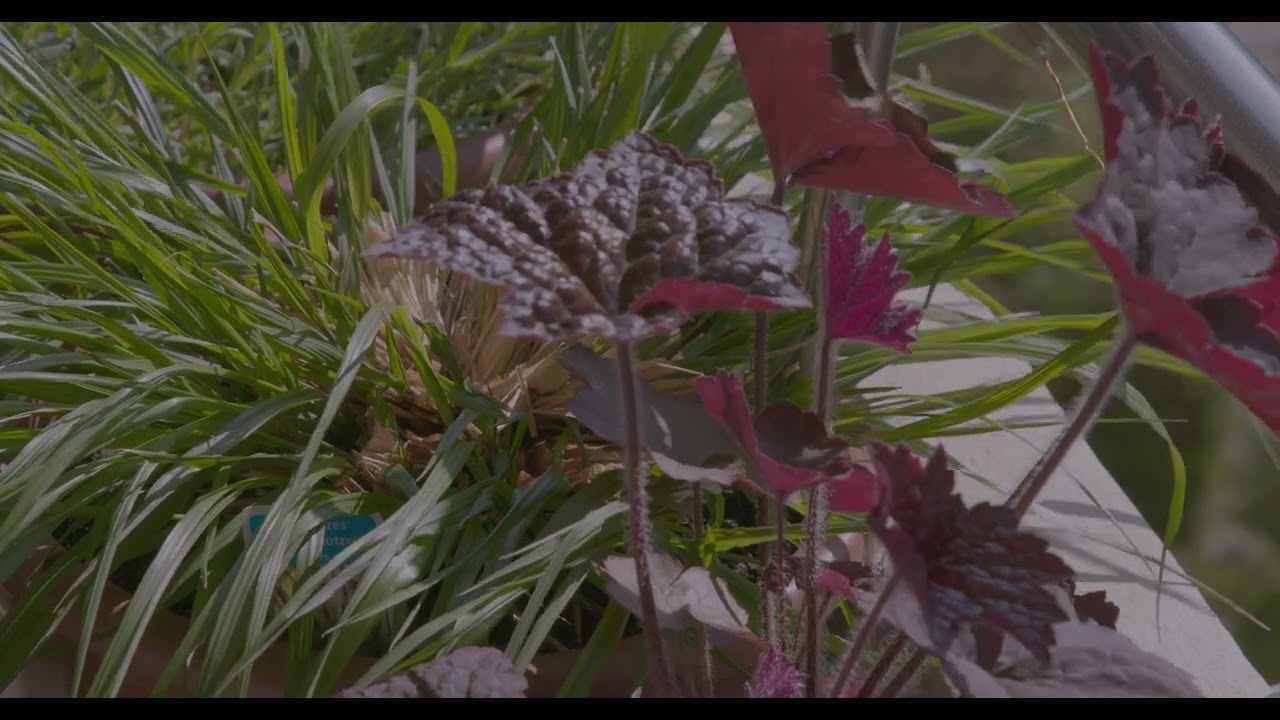 Sommerblumen Balkon Resu Bähler mit Daniel Schaub BoyParadise