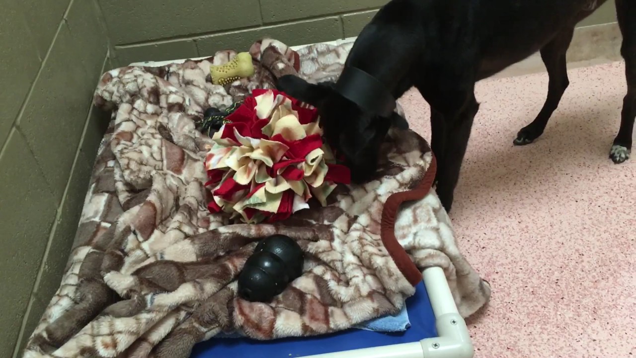 Enrichment at Oak Tree Animals' Charity