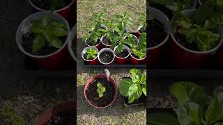 Hardening Off Pepper Plants