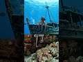 🌊 Sunken Boat Underwater Adventure 🐟🦞🐙 #shorts #fishing #movie #viral #shorts #usa#fishing #usa#fish