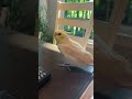 Cute cockatiel sings! #cockatiel #birdsinging #birds #parrot #birb #birb