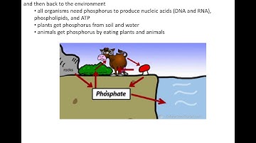 Ecology Notes Part 4