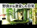 保護されて４か月経過した野良猫ゆきちの日常はこう激変しました