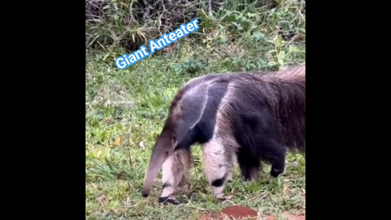 The Giant Anteater 