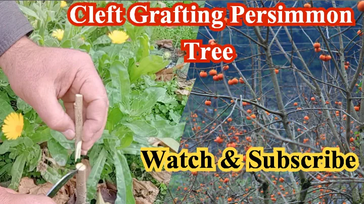 How to grafting Persimmon Fruit Tree ? / Cleft Grafting / Fruit Trees / Best grafting techniques
