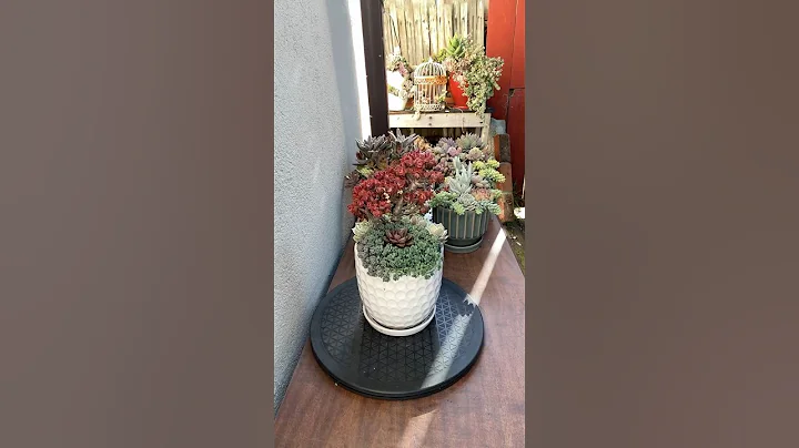 A Basic DIY Succulent Arrangement 🪴#diy #succulents #suculentas