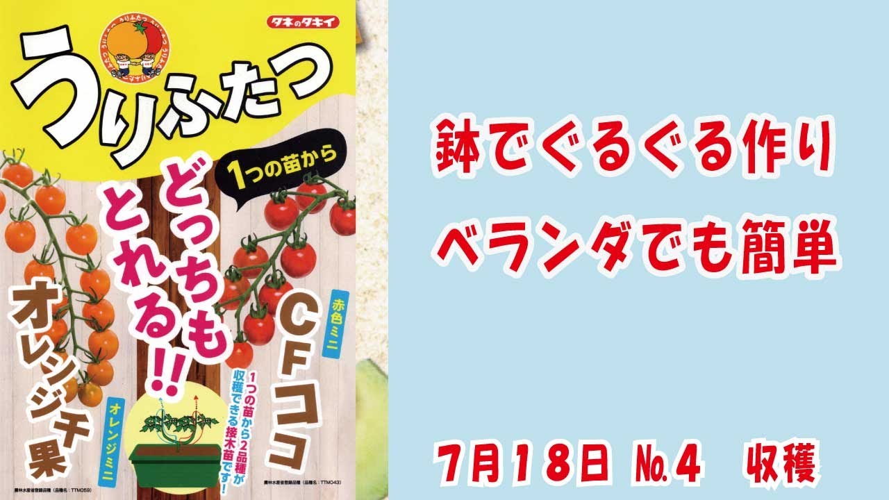 ミニトマト1本の苗から2種類CFココ&オレンジ千果 #タキイ種苗 さんの