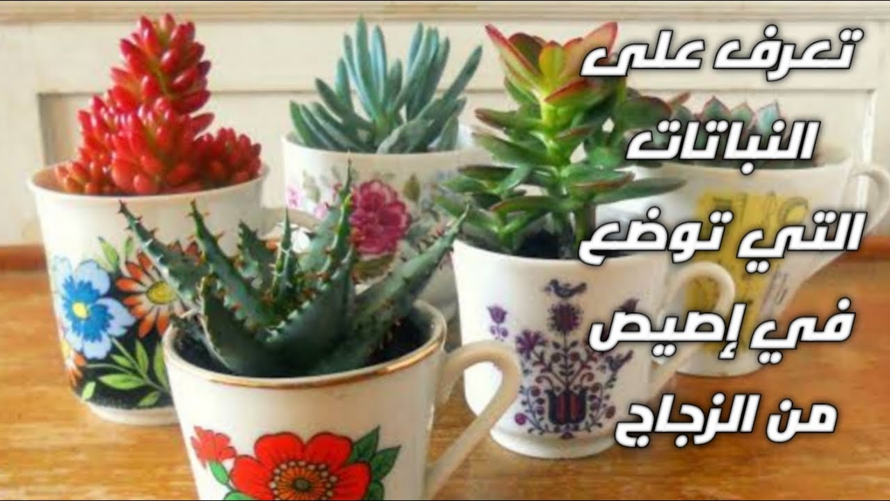 les plantes spécifié pour les pots en céramique  تعرف على النباتات التي توضع في إصيص من الزجاج