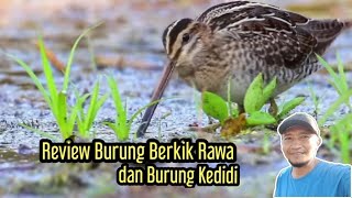 Download Lagu Review Burung Berkik rawa dan burung Kedidi #hewan MP3