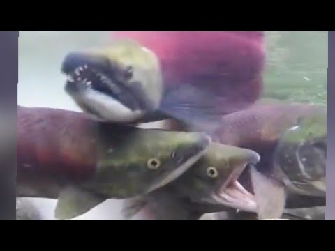 السلمون الأحمر     سمك سلمون