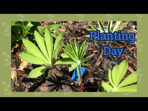 Video: Flerårig Lupin (64 Fotos): Plantning Og Pleje, Dyrkning Af Blomster Fra Frø, Beskrivelse Af Sorter, Formeringsmetoder