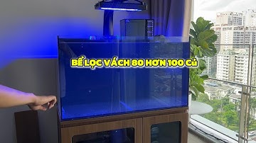 Vlog 4 | Setup Bể Cá Cảnh Biển Lọc Vách Rinano 80 V3 Pro Hơn 100 Củ